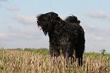 BOUVIER DES FLANDRES 221
